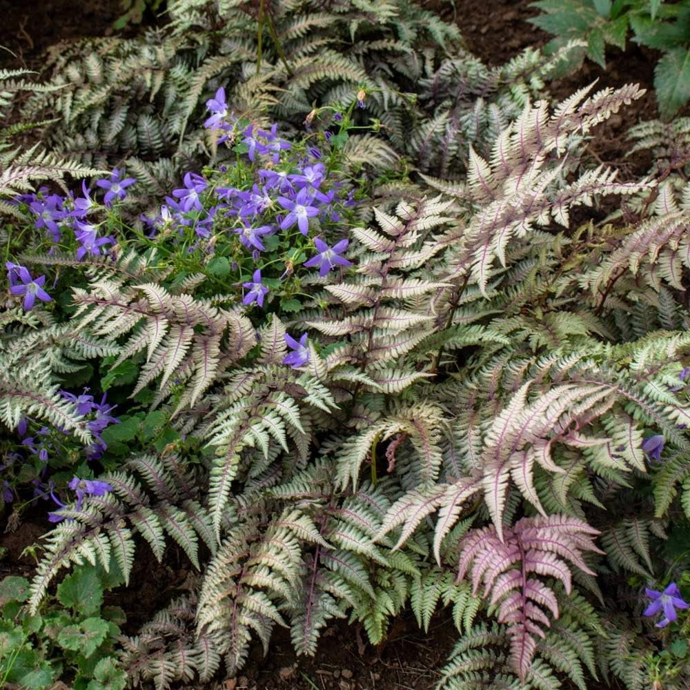 Japanese Painted Fern  3 Live Plants  Athyrium Niponicum  Shade Garden Essential  Lush Foliage Accent