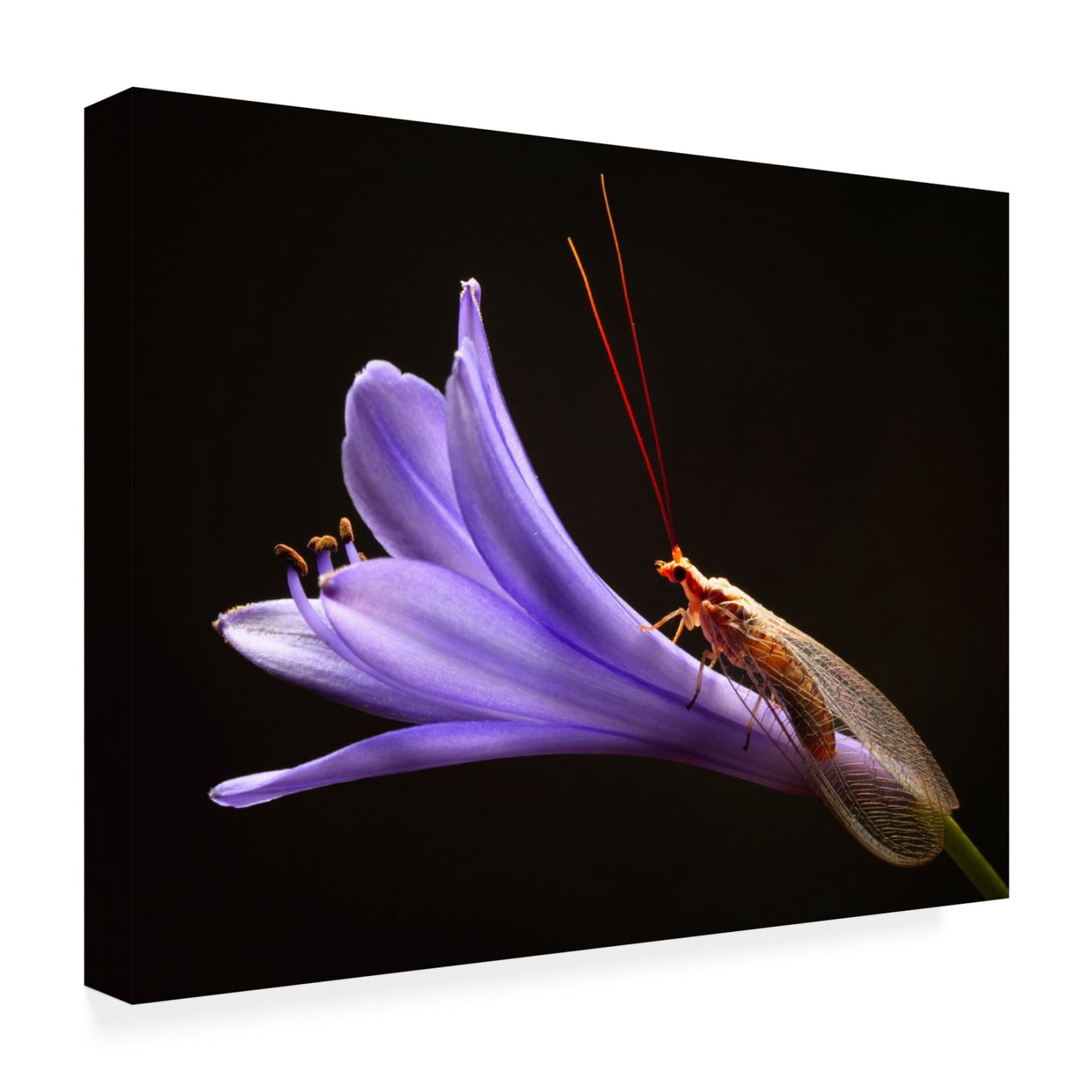 Canvas Wall Art - Jimmy Hoffman 'Lacewing' Wall Art for Living Room, Bedroom, or Office Décor by Trademark Fine Art - 32 x 24 Inches