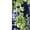 Navy/White Blooms, variant on Lands' End Women's Petite SunShade UPF 50 Long Sleeve Rash Guard Swim Tee