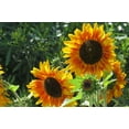 thumbnail image 2 of Williams, Alex 18x13 Gold Ornate Wood Framed with Double Matting Museum Art Print Titled - Summer Sunflowers I, 2 of 4