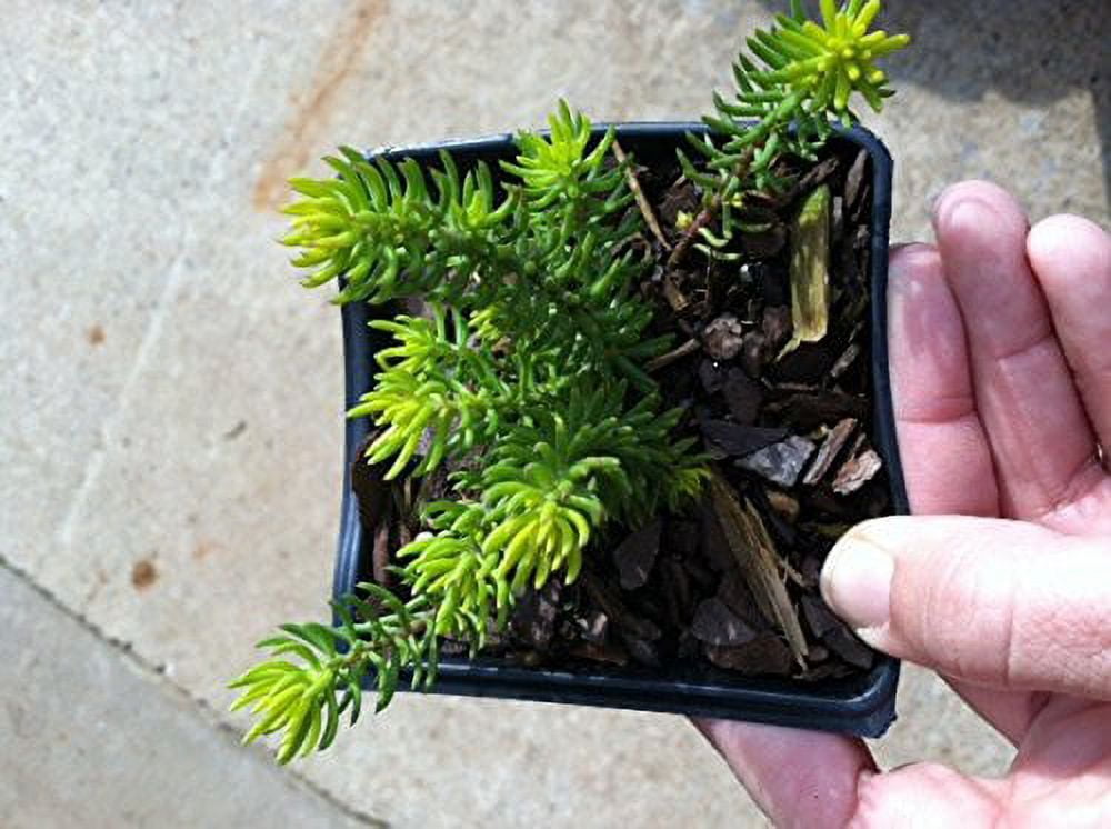 Daylily Nursery Angelina Sedum Live Plant in 4 in Containers, Drought Tolerant