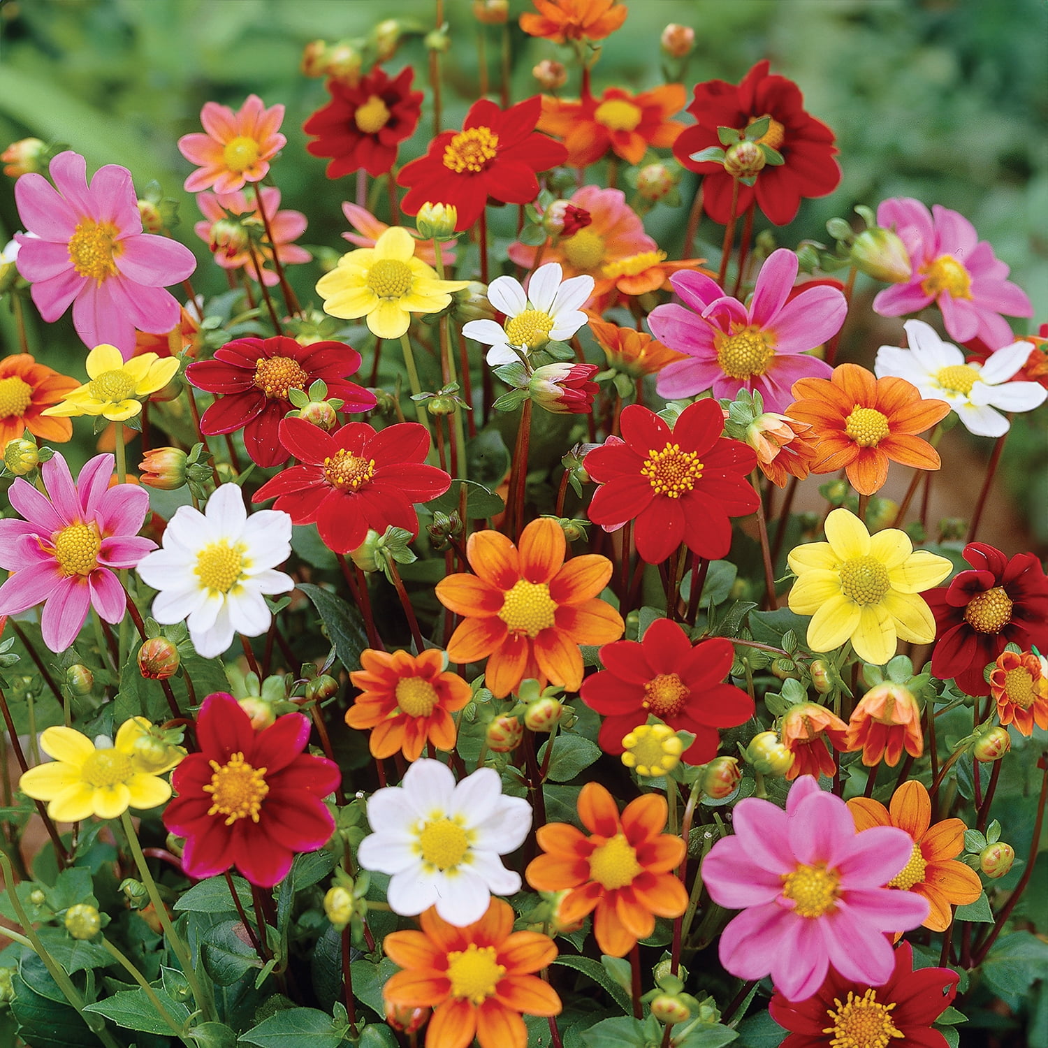 Van Zyverden Dahlias Striped Vulcan, 5 Bulbs, Multi-color