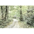 thumbnail image 2 of Mansfield, Kathy 32x23 Black Ornate Wood Framed with Double Matting Museum Art Print Titled - Dappled Path, 2 of 4