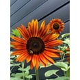 thumbnail image 4 of TomorrowSeeds - Earthwalker Sunflower Seeds - 200+ Count - For 2026 Planting Helianthus, 4 of 7