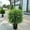 green, variant on Clearance! Artificial Topiary Cedar Ball Tree 25'' Fake Cedar Potted Plants Artificial Shrubs Bushes Ball Tree for Indoor Outdoor Home Garden Decor