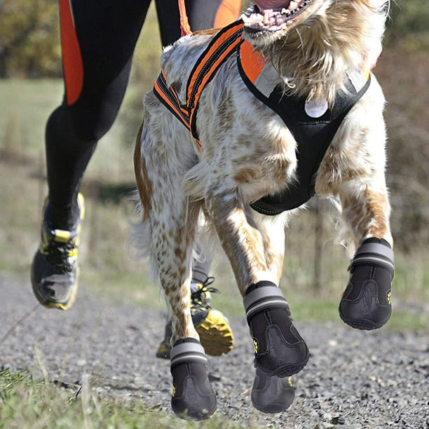 Velcro dog best sale shoes