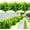 Green, variant on 8 Pcs Outdoor Fake Plants UV Resistant Artificial Tall Grass Plants Faux Tropical Flowers Bushes Décor Fall Winter Summer