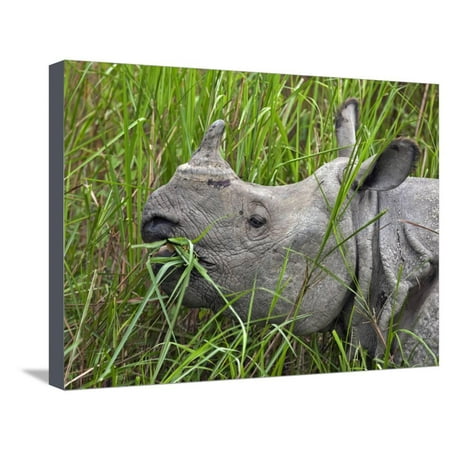 Great Indian One-Horned Rhino Feeds on Swamp Grass in Kaziranga National Park, World Heritage Site Stretched Canvas Print Wall Art By Nigel