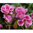 thumbnail image 3 of 500 Pink FAREWELL TO SPRING Clarkia Elegans Godetia Flower Seeds, 3 of 3