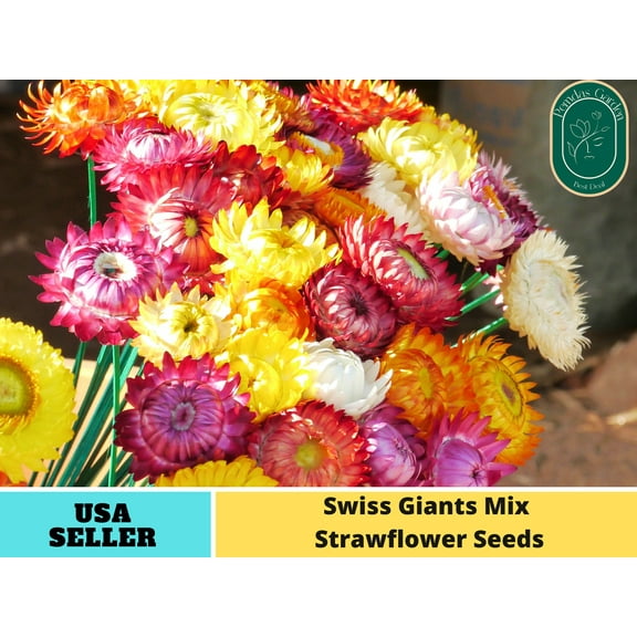 100 Seeds| Swiss Giants Mix Strawflower seeds - Authentic Seeds - Perennial~ non GMO ~~Flower seeds ~ Asian Garden~ Herbs B5G1 #k008
