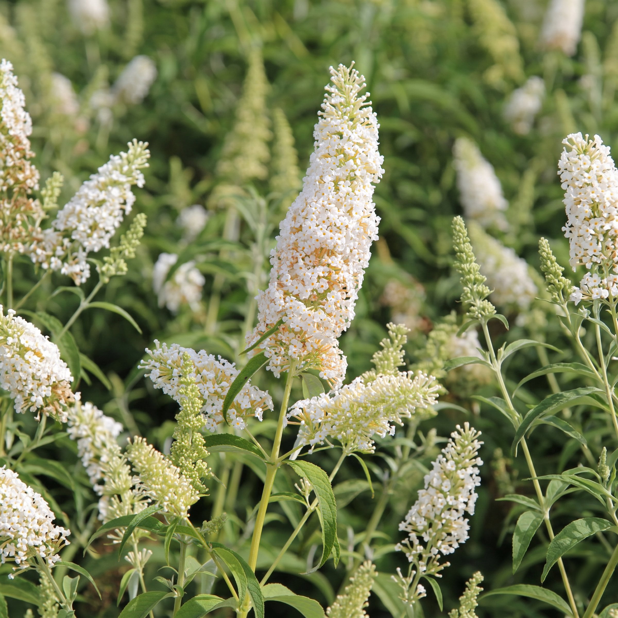 National Plant Network 3.25 in. Buddleia Chrysalis White