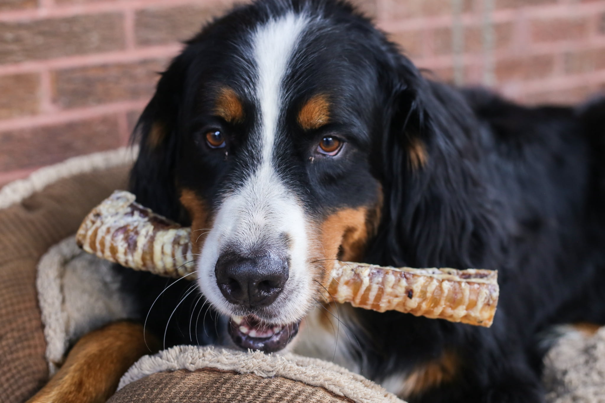 Beef Trachea 12 Dog Treats, 10 Count