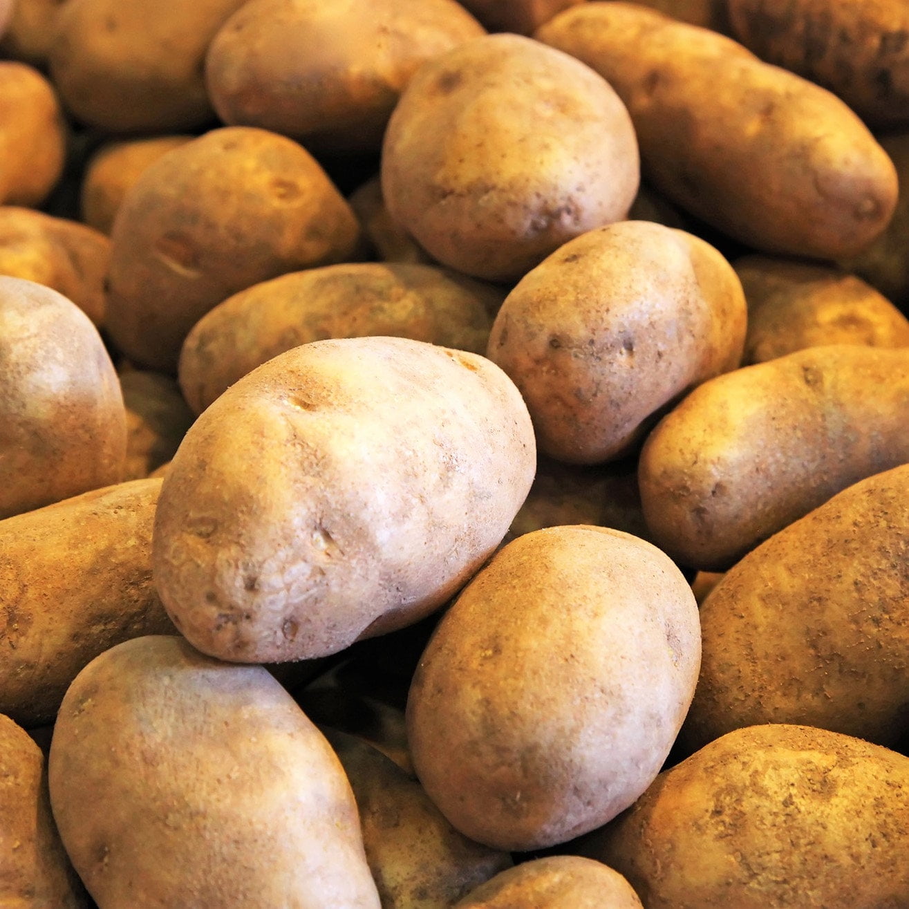 TomorrowSeeds Russet Seed Potatoes USDA Certified For Growers Tuber