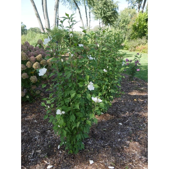RedCrocus White Pillar Rose of Sharon-Deciduous Shrub for Urban Gardens  3 Gallon