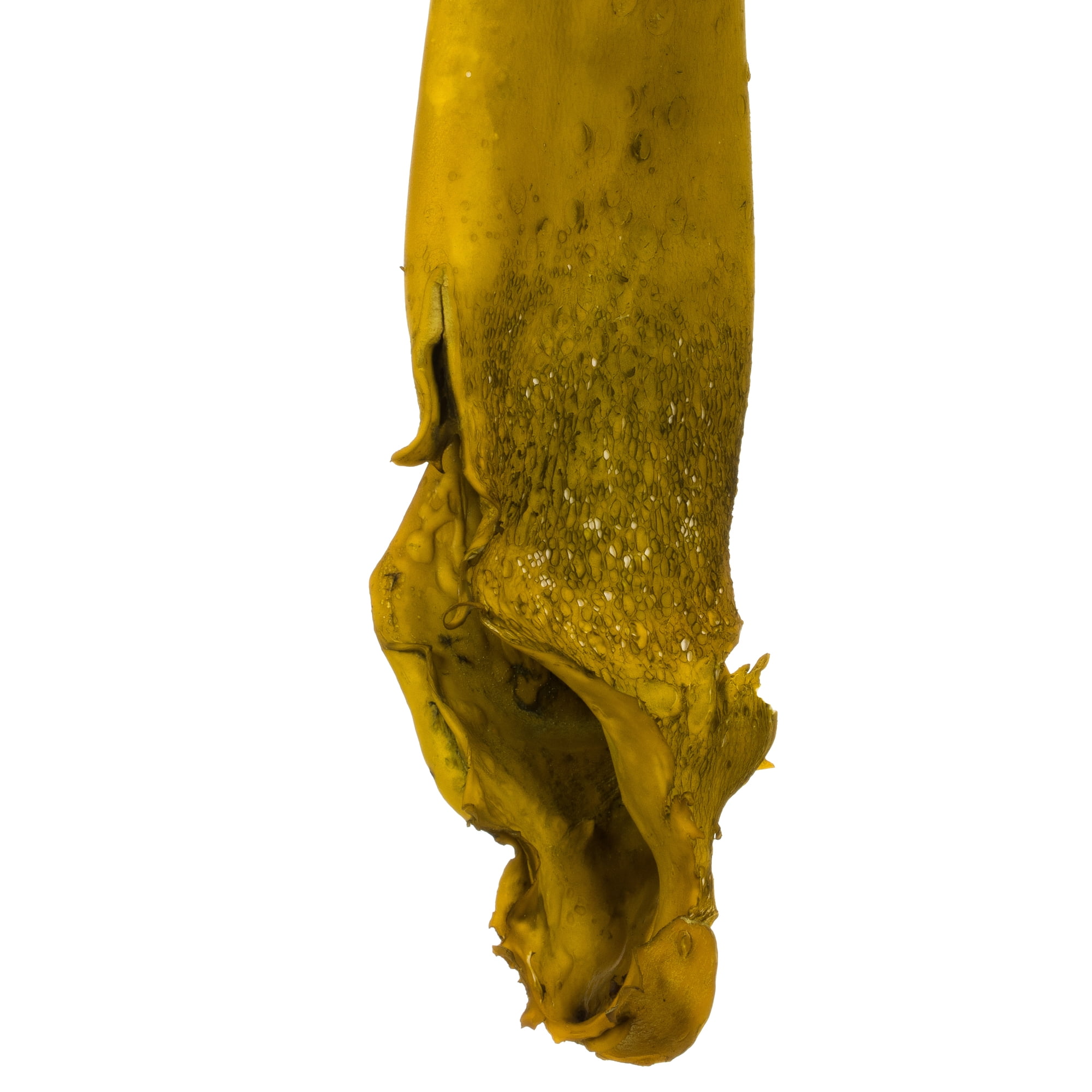 Vickerman 36-38" Basil Kelp - (Sea Kelp),  1 piece per pack, Dried