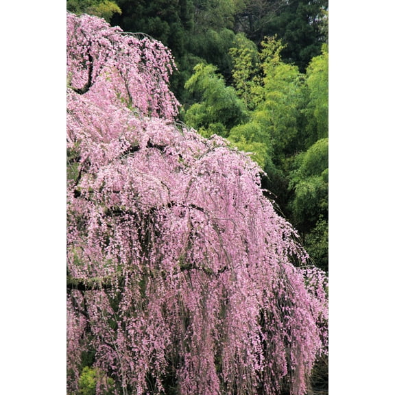 10 Seeds WEEPING HIGAN CHERRY Tree Japanese Prunus Subhirtella Pendula Pink Flower SeedsWEEPING HIGAN CHERRY Tree Japanese Prunus Subhirtella Pendula Pink Flower Seeds