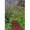 thumbnail image 2 of Jones, Adam 11x14 White Modern Wood Framed Museum Art Print Titled - Footpath through Redwood trees and Pacific Rhododendron in fog, 2 of 4