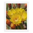 thumbnail image 5 of Paint by Numbers Kit for Adults, Yellow Cactus Blossom Blooming Paint by Numbers, Easy Paint by Numbers Kit for Adults Beginner, DIY Adult Paint by Number Kits on Canvas, 12x16in Home Decor, 5 of 7