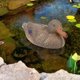 thumbnail image 3 of XPE simulación simulado pato caza cebo estanque decoración de jardín (gris), 3 of 8