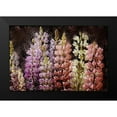 thumbnail image 2 of Bailey, Ann 24x17 Black Modern Framed Museum Art Print Titled - Summer Lupine, 2 of 5