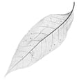 thumbnail image 4 of KLKCMS Beautiful Black Real Dried Pressed Skeleton Leaves Natural Magnolia Leaf Large, 4 of 9