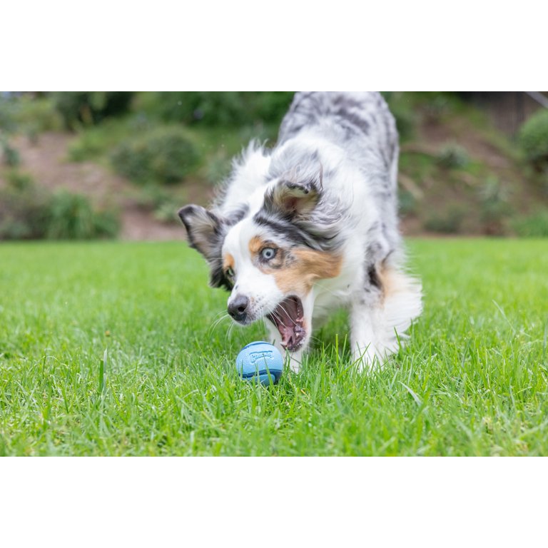 Chuckit! Sniff Fetch Dog Ball Durable High Bounce Rubber Toy for