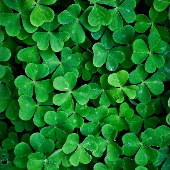 CZ Grain 1,000 White Lucky Grass Clover Seeds