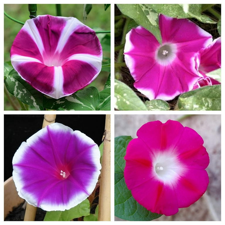 50 Mixed JAPANESE MORNING GLORY Ipomoea Nil Flower Vine Color Mix