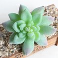 thumbnail image 4 of Flmtop 1Pc Artificial Flower Mini Succulent Plant Wedding Party Home Desk Bonsai Decor, 4 of 8