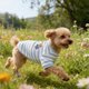 thumbnail image 4 of EXHUMKY Para Perro Pequeño De Transpirable Con Rayas Para Y Uso Diario, 4 of 6