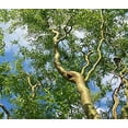 thumbnail image 3 of Home Shops USA Gold Corkscrew Willow Tree Cutting Live Plants in 6" Grower Pots, 3 of 4