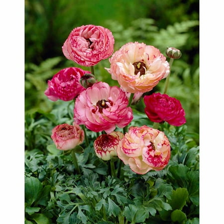bloomsz ranunculus picotee flower