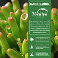 thumbnail image 2 of Hobbit Jade Plant - 3 Live Starter Plants - Crassula Ovata - Drought Tolerant Easy Care Succulent Houseplant, 2 of 6