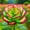 E, variant on Rose, Low Maintenance - Easy Grow - Ideal for Beds Borders, Plant Pots & Planters