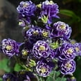 100+ Aquilegia Seeds for OIF8 Planting Double Flower Aquilegia