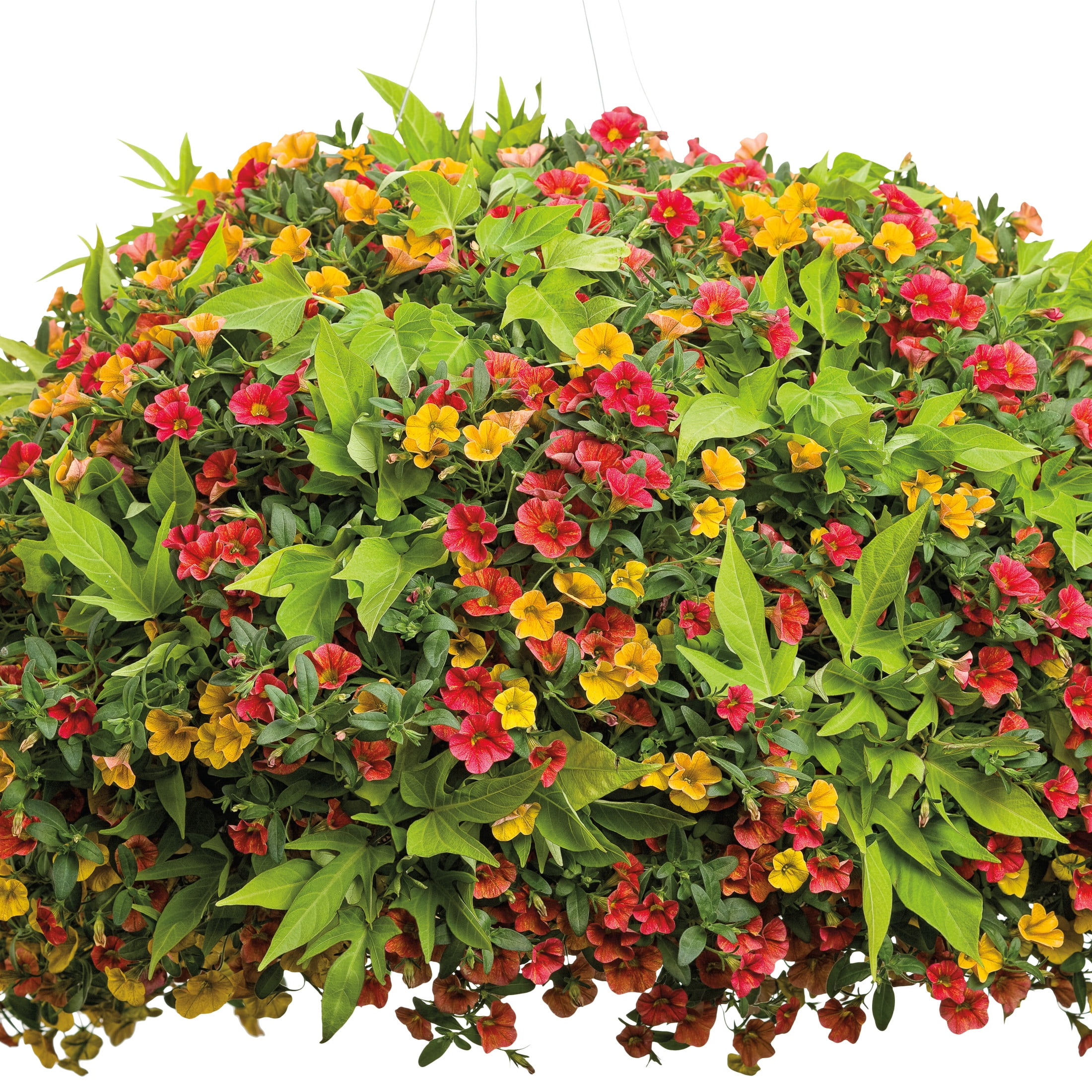 Proven Winners 4" Sweet Caroline Light Green Sweet Potato Vine Live Plant in 4.25" Pot (4 Count)