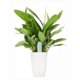 thumbnail image 4 of El sensor inteligente de plantas Bluetooth 4 en 1 monitorea automáticamente-- BANYUO Electrónica, 4 of 4