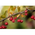 thumbnail image 2 of Berzel, Erin 24x17 Gold Ornate Wood Framed with Double Matting Museum Art Print Titled - Red Berries II, 2 of 4
