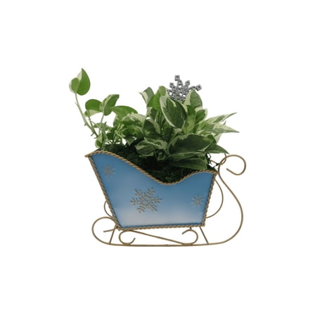 Metal Christmas Sleigh Planter with Pearls and Jade Pothos - Live Plant - 4" Pot