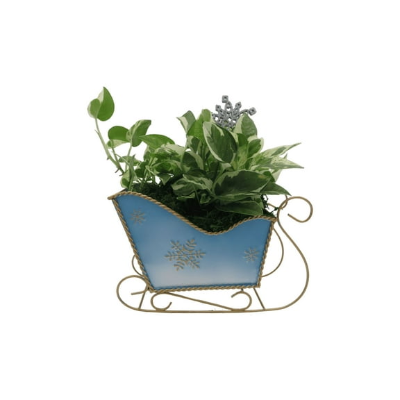 Metal Christmas Sleigh Planter with Pearls and Jade Pothos - Live Plant - 4" Pot