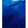 thumbnail image 2 of Campbell, Robert 20x23 White Modern Wood Framed Museum Art Print Titled - Humpback Song, 2 of 4