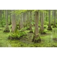 thumbnail image 2 of Majchrowicz, Alan 32x23 Black Ornate Wood Framed with Double Matting Museum Art Print Titled - Cypress trees in Heron Pond-Cache River State Natural Area-Illinois, 2 of 4