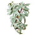 thumbnail image 1 of Animaux Rampants, Fournitures de Rampement, Plantes Simulées, Animaux, 1 of 8
