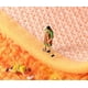 thumbnail image 3 of Alfombra semicircular para puerta de entrada, alfombra de baño, antideslizante, absorción de agua, lindas alfombras de baño con estampado de animales, alfombra de ducha, encantadora alfombra para, 3 of 5