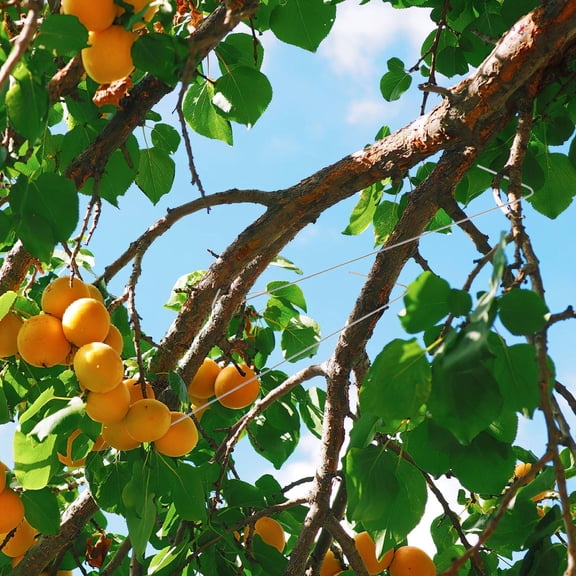 SWETRACE 50Pcs Fruit Tree Limb Spreader for Fruit Tree Branch Spreaders Galvanized Steel Wire Silver 11.79X1.65X0.83in