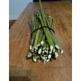 Austree Willow Hybrid Willow 100 Starts Fast Growing Privacy Hedge ...