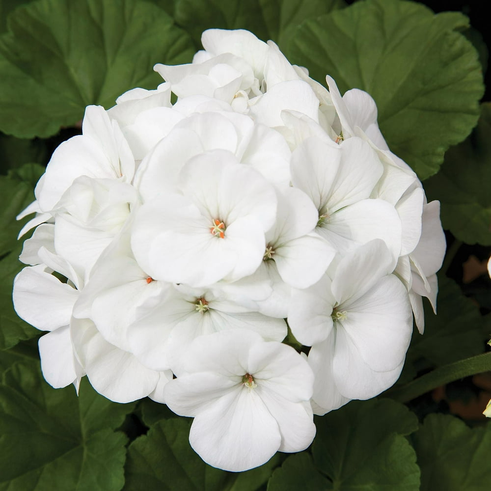 Maverick F1 Series Geranium Flower Garden Seeds White 100 Seeds