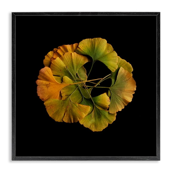 Stupell Industries Coastal Overlapping Ginkgo Leaves Black Framed Giclee Art, 12 x 12, by Beth Adoette