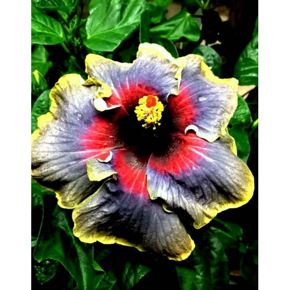 Red Black Yellow Hibiscus Start Live Plant 5-7" Tall Seedling Plant Red Black Yellow Hibiscus Flower Plant Perennial Flowering Shrub Outdoor Indoor Garden