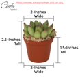 thumbnail image 2 of Costa Farms Succulents Fully Rooted Live Indoor Plant, 2-Inch Grower's Choice, 11-Pack, 2 of 4